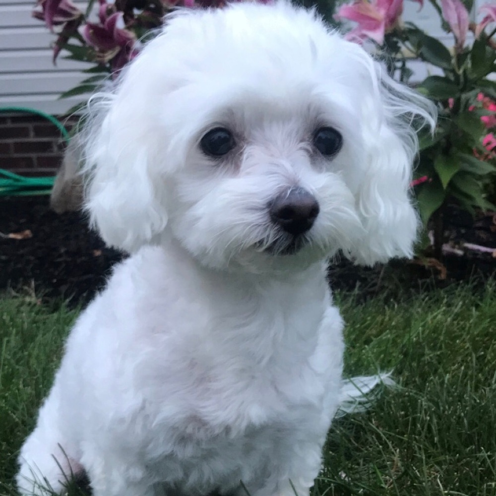 Meet your Posher, Shadi